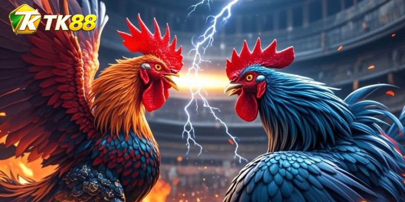 Đá Gà Blueface Hatch mở kèo từ tương quan hai chiến kê