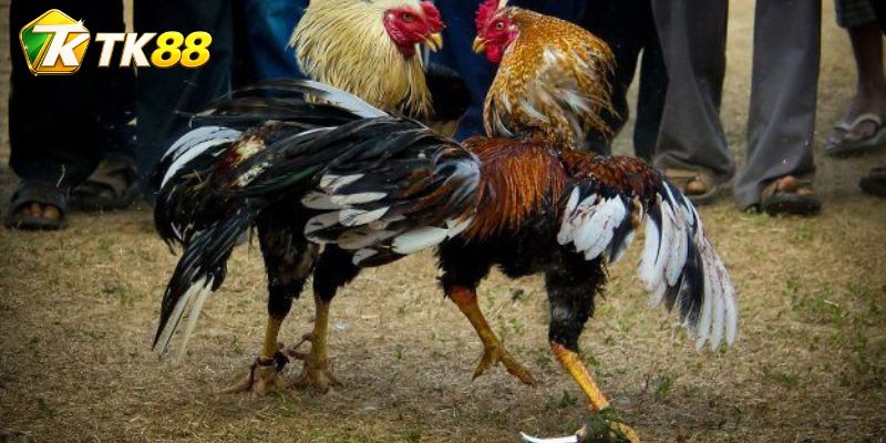 Thế trận đầu sới quyết định nhịp cửa thắng ban đầu