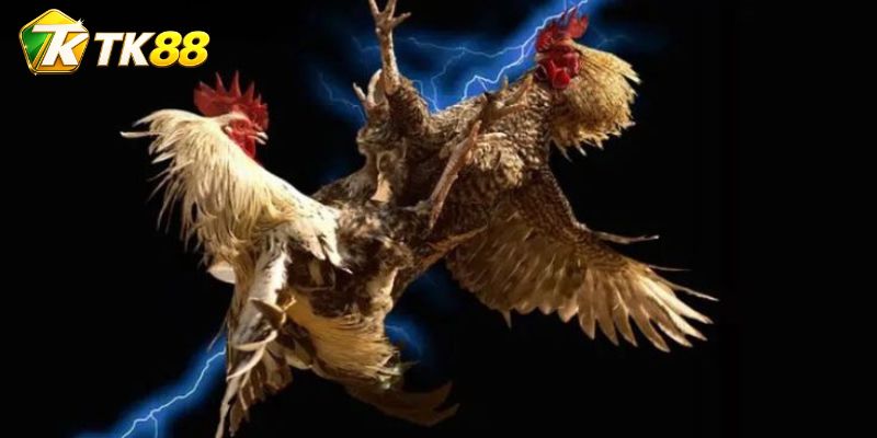 Kèo Đá Gà Blueface Hatch đổi theo khả năng giữ sức