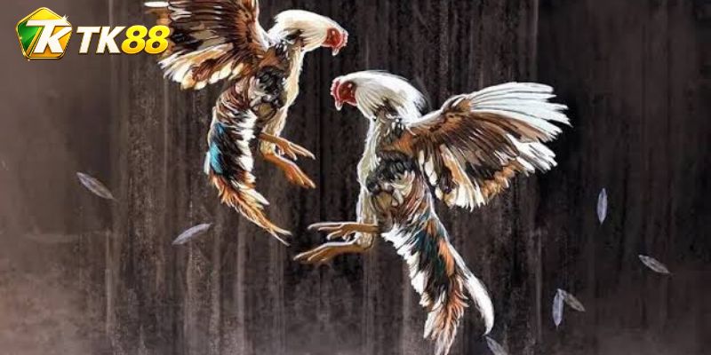 Đá Gà Cobra Asil tạo kèo từ phong cách áp sát mạnh