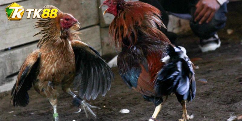 Đá Gà Jap: Pha nhập cuộc cho thấy lựa chọn áp sát hay chờ phản công